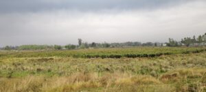 WhatsApp-Image-2025-03-16-at-11.23.02-300x135 मौसम ने ली करवट किसानों में भय व्याप्त