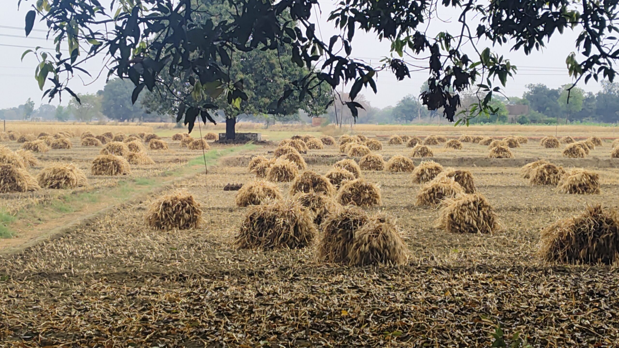 IMG_20250410_113135-scaled किसानों को दर्द शहरों को सुकून